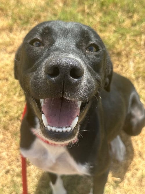 Photo of Angel, adoptable Pointer in Newcastle, Oklahoma