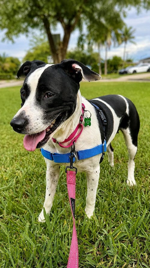 Photo of Emily, adoptable Terrier in Pompano Beach, Florida