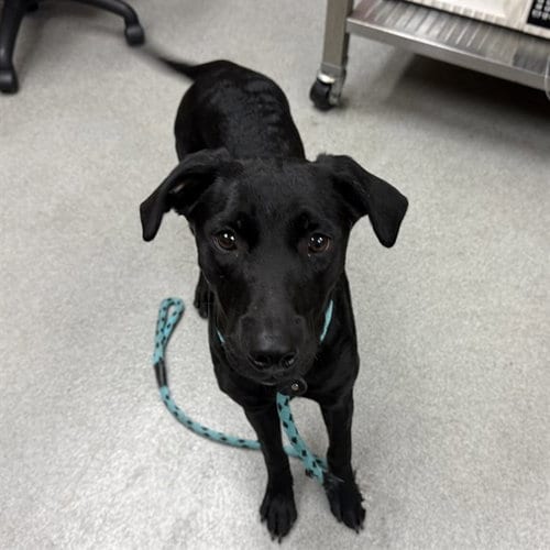 Photo of Lolli, adoptable Labrador Retriever in Rancho Cucamonga, California