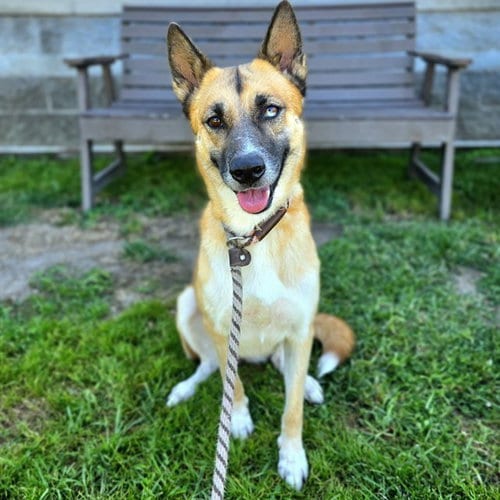 Photo of Mila, adoptable German Shepherd Dog in Long Beach, California