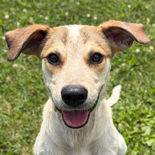 Photo of Fraiser, adoptable Hound in Jefferson, Wisconsin