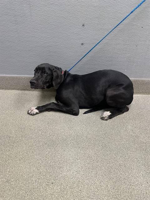 Photo of Coco Chip, adoptable Great Dane in Las Vegas, Nevada