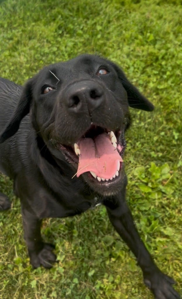 Photo of Paddy, adoptable Black Labrador Retriever in New Cumberland, West Virginia