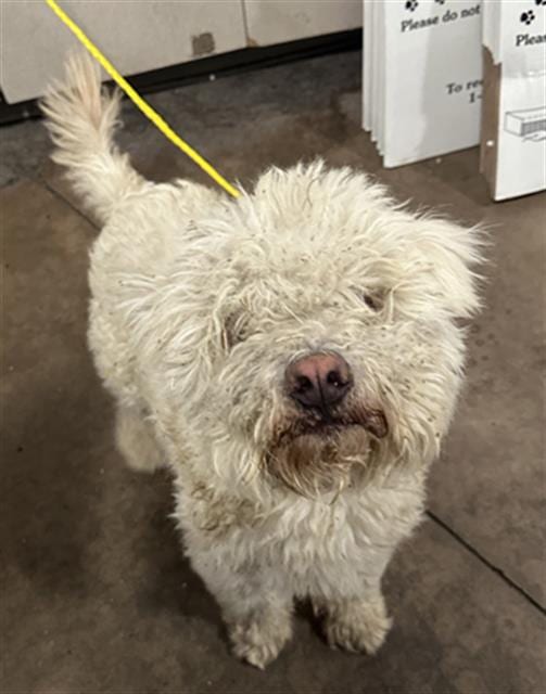 Photo of Richard, adoptable Mixed Breed