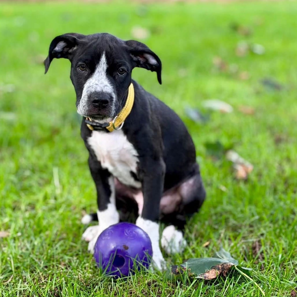 Photo of Wiggles, adoptable Mixed Breed (Small) in West Olive, Michigan