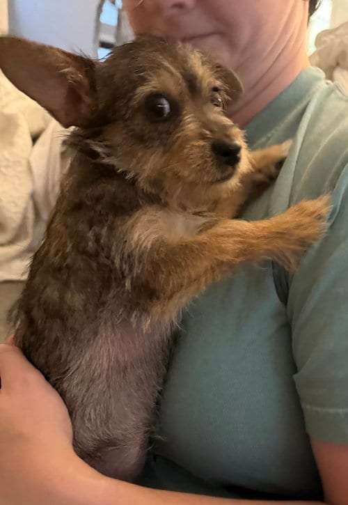 Photo of Queen Mary, adoptable Yorkshire Terrier Yorkie in The Woodlands, Texas