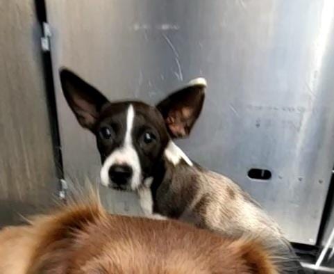 Photo of Crema, adoptable Chihuahua in San Antonio, Texas