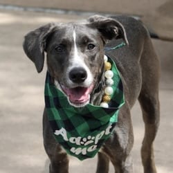 Photo of Nickel, adoptable Mixed Breed (Large) in New York City, New York