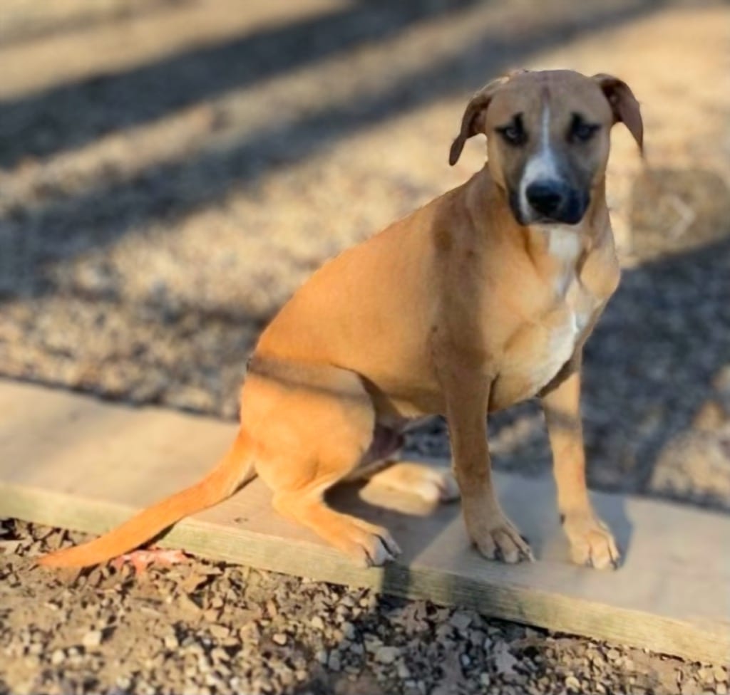 Photo of Scully, adoptable Mixed Breed in Crossville, Tennessee
