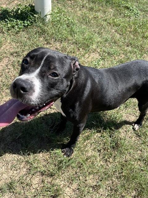 Photo of Dominique, adoptable Pit Bull Terrier in Augusta, Georgia