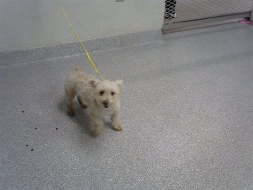 Photo of A187744, adoptable Poodle (Miniature) in Pasadena, Texas