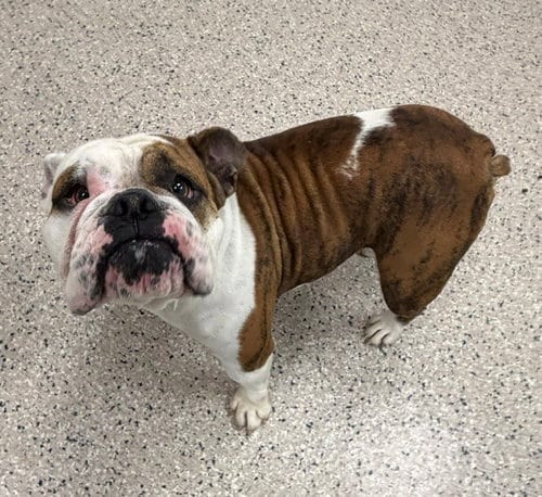 Photo of Lilo, adoptable Bulldog in Brighton, Colorado