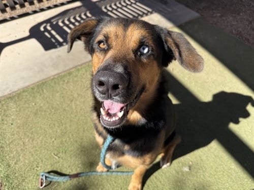 Photo of Barry, adoptable German Shepherd Dog in Phoenix, Arizona