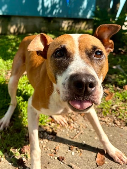 Photo of Kevina, adoptable Mixed Breed in New Orleans, Louisiana