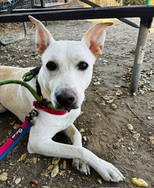 Photo of Bambi, adoptable German Shepherd Dog in Santa Barbara, California
