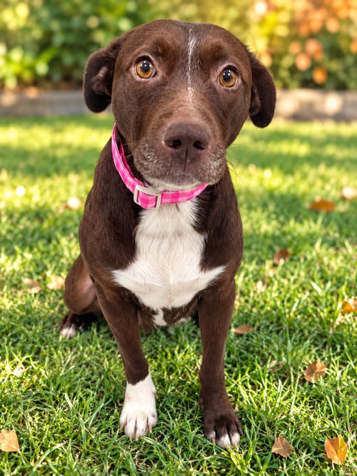 Photo of Coco, adoptable Labrador Retriever in Nashville, Tennessee