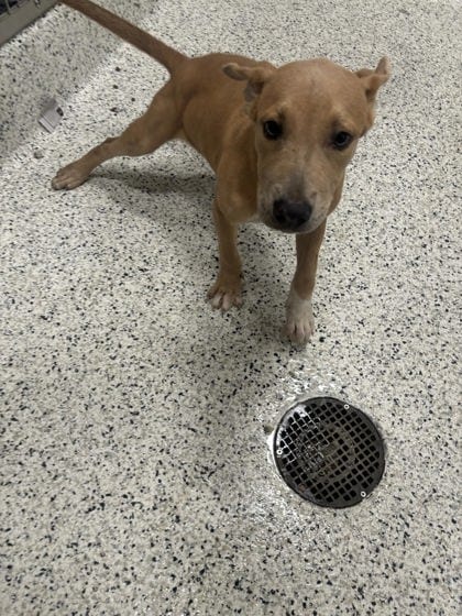 Photo of Dart, adoptable dog in Atlanta, Georgia