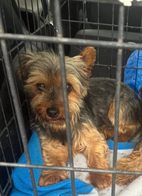 Photo of Ivy (in foster), adoptable Yorkshire Terrier Yorkie in Pottstown, Pennsylvania