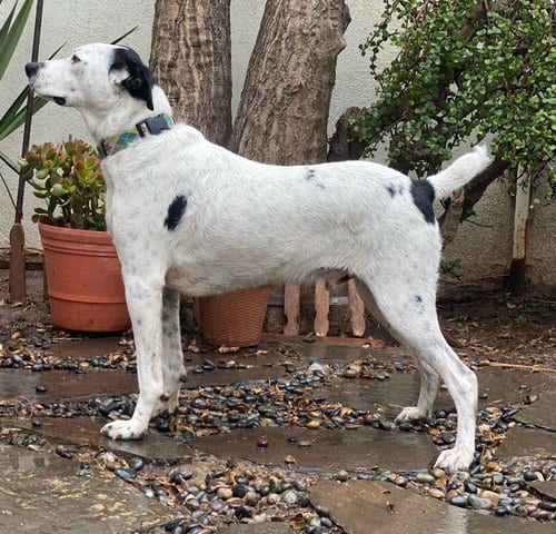 Photo of Snoopy, adoptable Terrier in San Diego, California