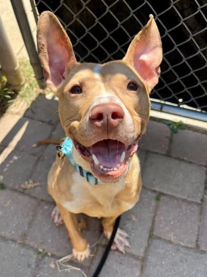 Photo of Blastoise, adoptable dog in Baltimore, Maryland