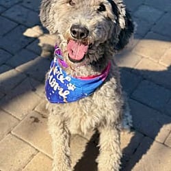 Photo of Penny, adoptable Poodle (Standard) Labrador Retriever in Salem, Oregon