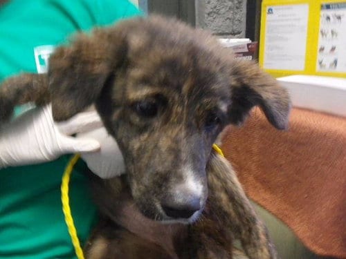 Photo of Sweet Pea, adoptable Australian Shepherd in Tulsa, Oklahoma