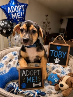 Photo of Toby, adoptable Beagle in Queen Creek, Arizona