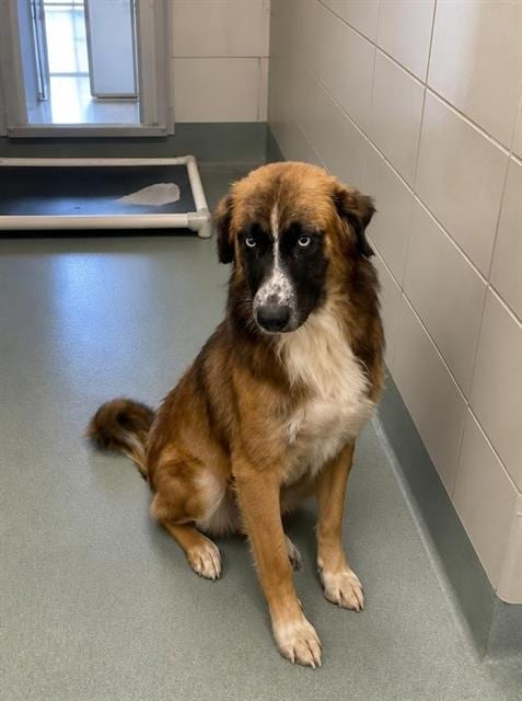 Photo of Moose, adoptable Australian Shepherd in Baytown, Texas