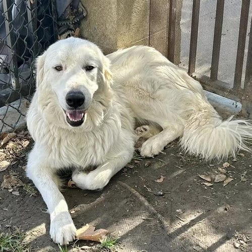 Photo of Aurora, adoptable Great Pyrenees in Riverside, California