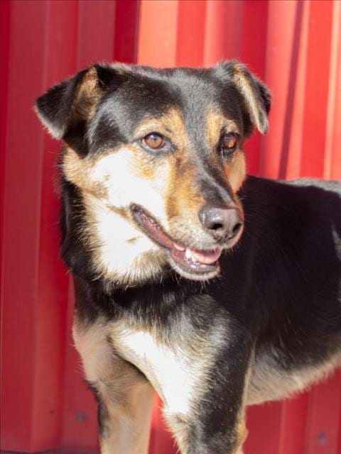 Photo of Webber, adoptable German Shepherd Dog in Tracy, California
