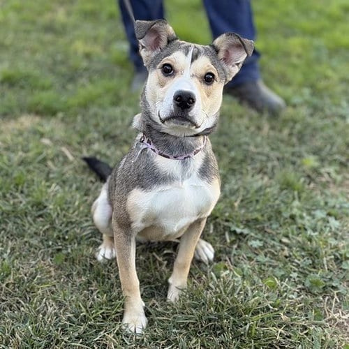Photo of Macy Rae, adoptable Siberian Husky in Modesto, California