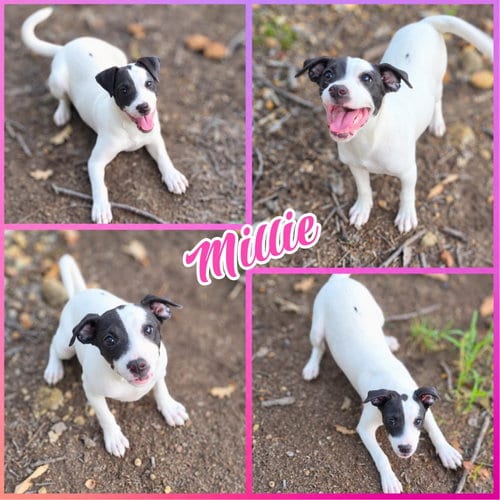 Photo of Millie, adoptable Pit Bull Terrier in Blacksburg, South Carolina