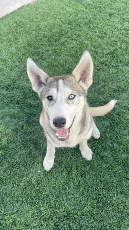 Photo of Frosty, adoptable Husky in San Diego, California