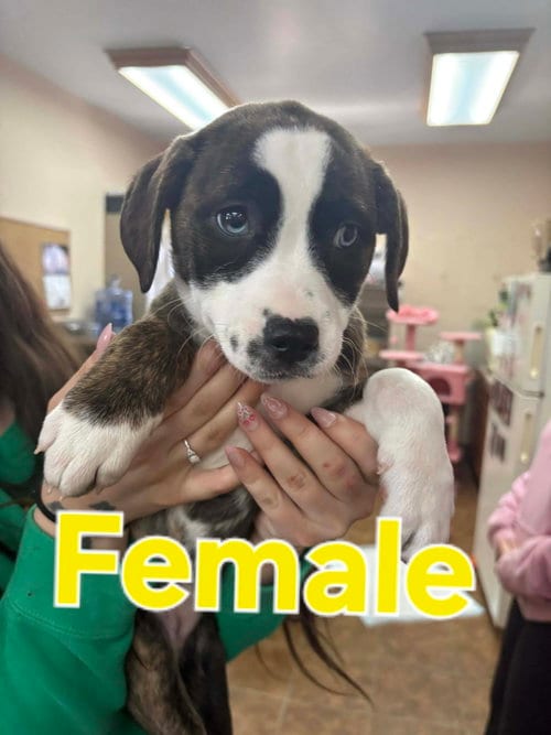 Photo of Pit Bull Mix Pups, adoptable Pit Bull Terrier in Martinsburg, West Virginia