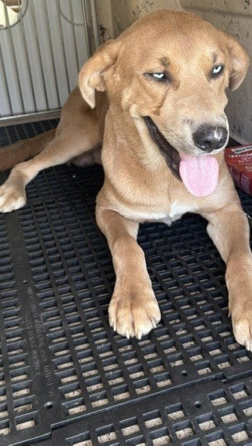 Photo of Cheepy, adoptable Labrador Retriever in Killeen, Texas