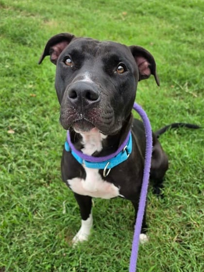 Photo of Martin, adoptable dog in Baltimore, Maryland