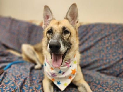 Photo of Delilah, adoptable dog in Georgetown, Texas