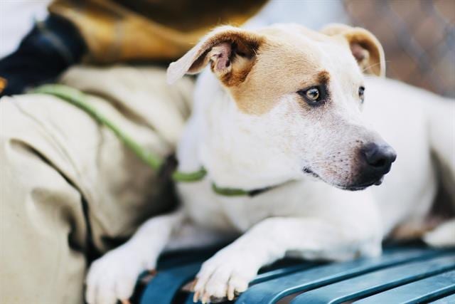 Photo of Princess, adoptable Queensland Heeler mix in Albuquerque, New Mexico