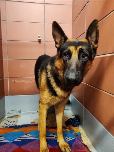 Photo of Kaiser, adoptable German Shepherd Dog in Houston, Texas