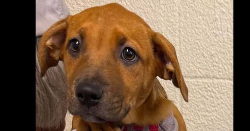 Photo of Jolie, adoptable Terrier in Abbeville, Louisiana