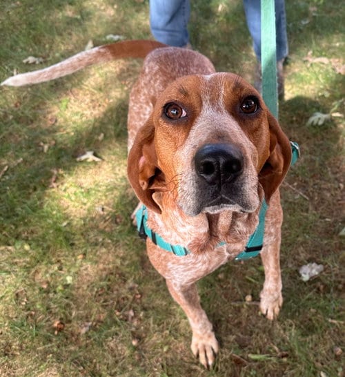 Photo of Ickett, adoptable Hound in Burnsville, North Carolina