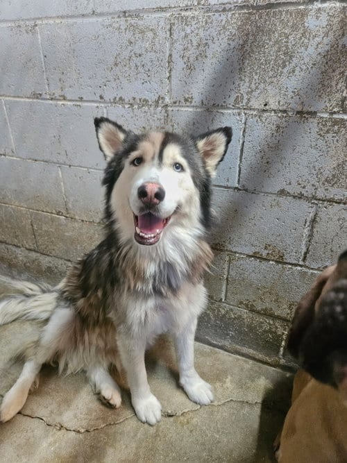 Photo of Mamacita, adoptable Husky in El Centro, California