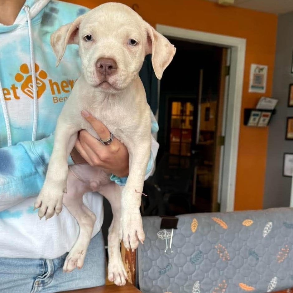 Photo of Tux (Male), adoptable Mixed Breed (Medium) / None in Bend, Oregon