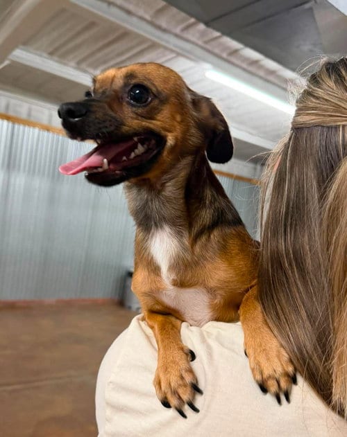 Photo of Nacho, adoptable Chihuahua in Grafton, Wisconsin