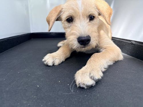 Photo of A256523, adoptable Cairn Terrier in Visalia, California