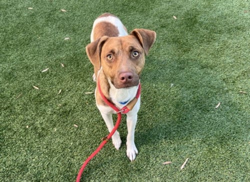 Photo of Toby, adoptable Pit Bull Terrier in Los Angeles, California
