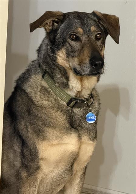 Photo of Hank, adoptable German Shepherd Dog in Camarillo, California