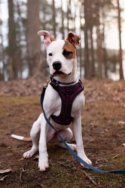Photo of Tucker, adoptable Pit Bull Terrier in Charlotte, North Carolina