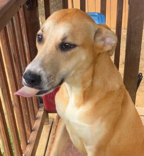 Photo of Dixie, adoptable Siberian Husky in Wetumpka, Alabama