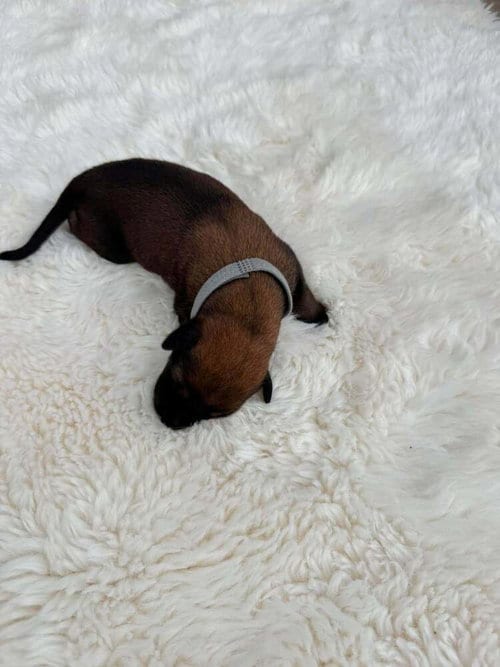 Photo of New Light Litter Eclipse - Located in CA, adoptable Belgian Shepherd Malinois in Imlay City, Michigan